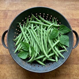 Slenderette, Bean Seeds